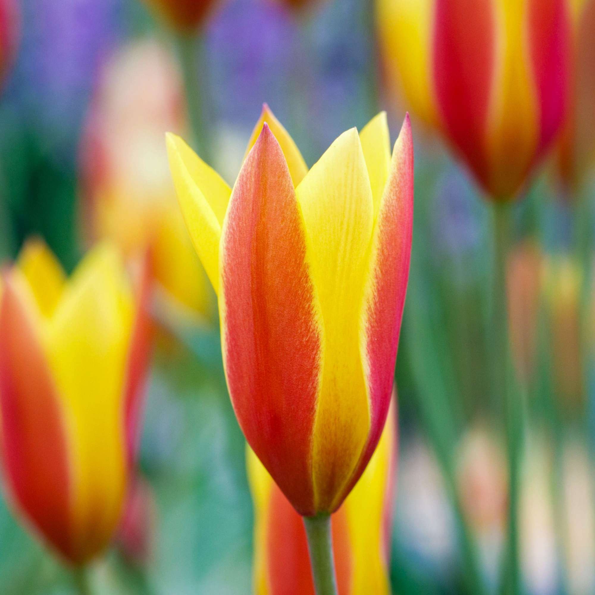 Tulpe 'Tubergens Gem'